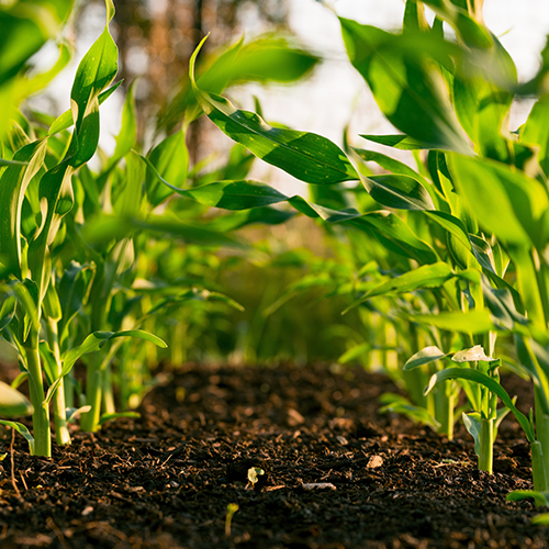 farming