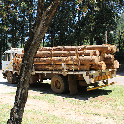 logging